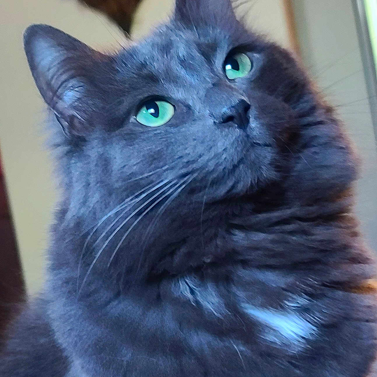Misty Sue