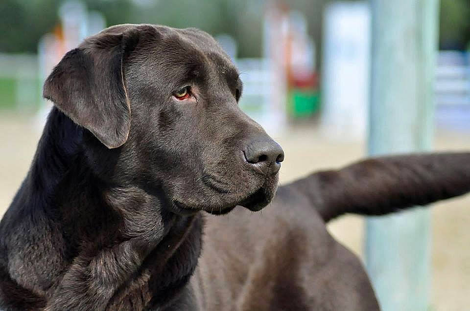 Ganache participe au concours pour gagner de l'argent avec cette photo : ancient_dog_breeds, borador, canidae, carnivore, companion_dog, dog, dog_breed, dog_collar, fur, gun_dog, hunting_dog, labrador_retriever, liver, plant, pointing_breed, retriever, sporting_group, whiskers, working_animal, working_dog