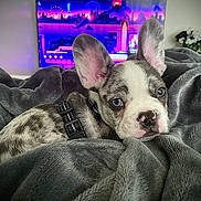 Savage joined the competition — help win amazing prizes! puppy, dog, blanket, gray, ears, snuggling, indoor, television, colorful, cityscape, soft_texture, pet, closeup, looking, cute, resting, fur, collar, home, cozy