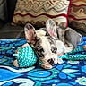 puppy, dog, toy, blanket, blue, pattern, ear, cute, resting, sleepy, pet, indoor, couch, fabric, colorful, fur, animal, closeup, cozy, home