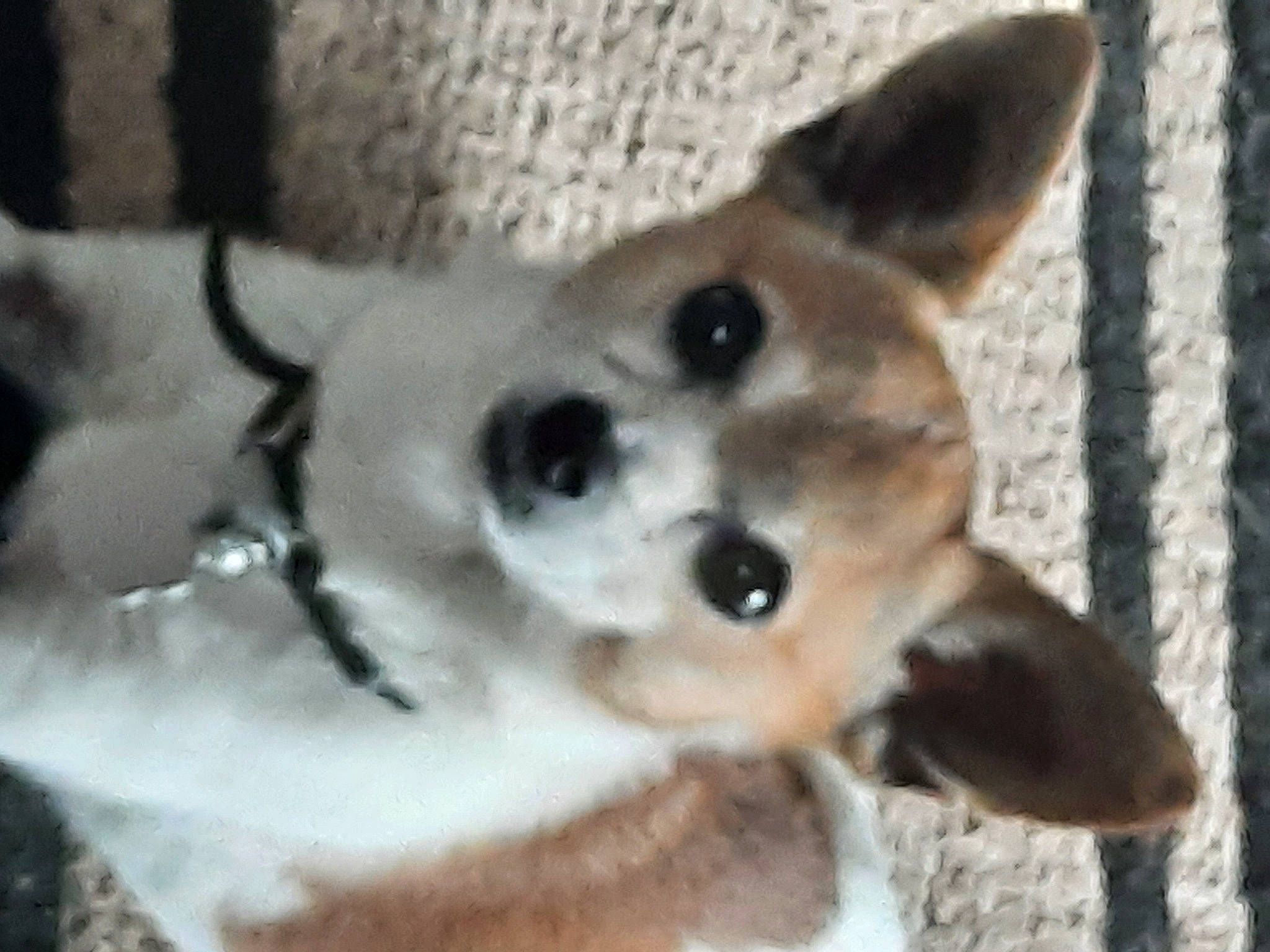 Little Bean Minton is registered to the contest to win money with this photo: animal_shelter, canidae, carnivore, collar, companion_dog, dog, dog_breed, dog_collar, dog_supply, ear, eye, fur, paw, pet_supply, sporting_group, tail, terrestrial_animal, whiskers, wildlife, working_animal