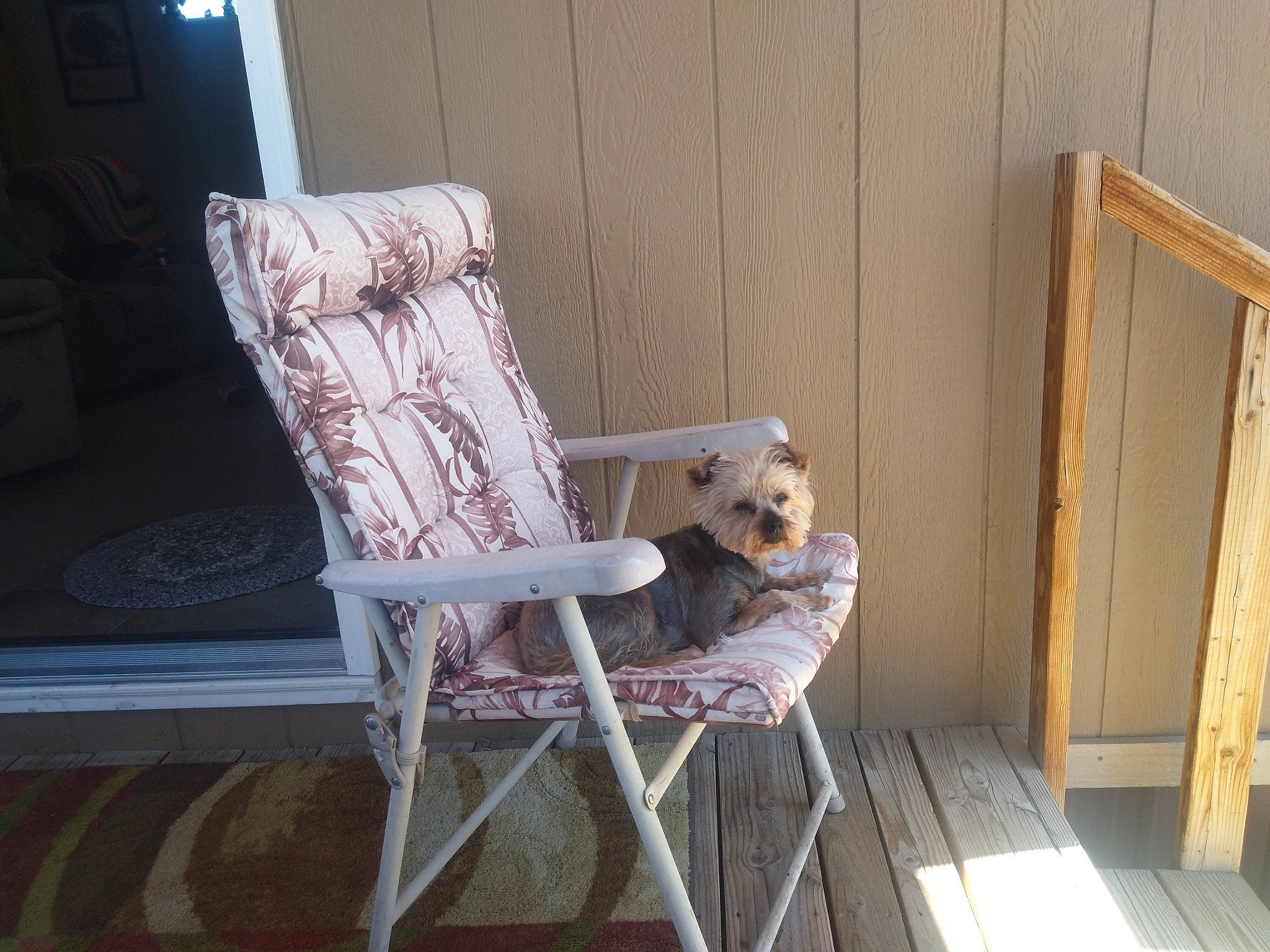 Rags is registered to the contest to win money with this photo: armrest, chair, comfort, door, floor, flooring, furniture, hardwood, house, interior_design, living_room, outdoor_furniture, plywood, rectangle, room, toy, twig, wood, wood_flooring, wood_stain