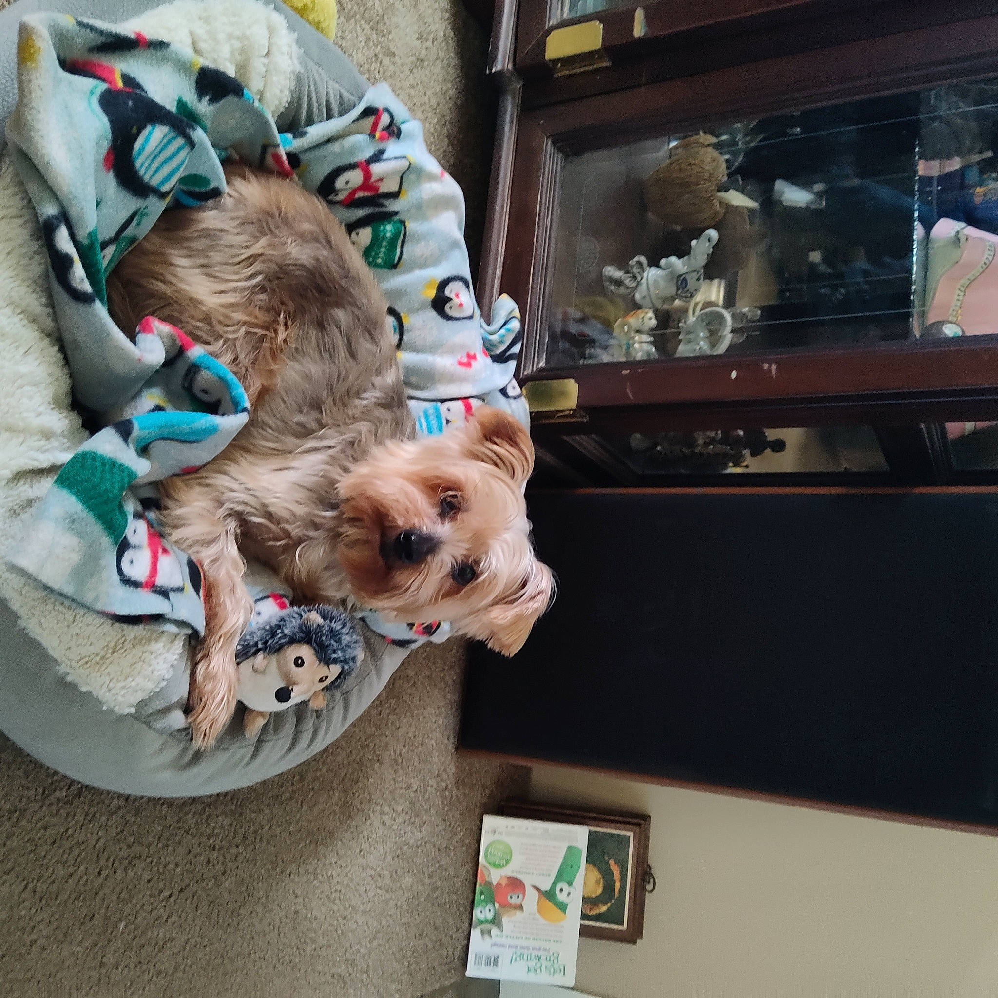 Rags joined the competition — help win amazing prizes! canidae, carnivore, collar, comfort, companion_dog, dog, dog_breed, dog_clothes, dog_supply, fawn, felidae, fur, leash, pet_supply, room, small_terrier, sporting_group, toy, toy_dog, working_animal