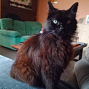 Sulfat participe au concours pour gagner de l'argent avec cette photo : cat, black_cat, fluffy, green_eyes, pet, indoor, living_room, sofa, couch, furniture, wooden_table, domestic_animal, whiskers, ears, fur, relaxed, home_interior, cozy, animal, mammal
