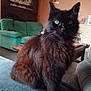 cat, black_cat, fluffy, green_eyes, pet, indoor, living_room, sofa, couch, furniture, wooden_table, domestic_animal, whiskers, ears, fur, relaxed, home_interior, cozy, animal, mammal