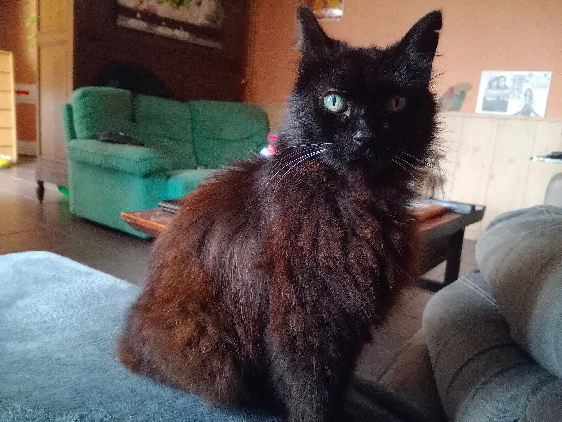 Sulfat participe au concours pour gagner de l'argent avec cette photo : cat, black_cat, fluffy, green_eyes, pet, indoor, living_room, sofa, couch, furniture, wooden_table, domestic_animal, whiskers, ears, fur, relaxed, home_interior, cozy, animal, mammal
