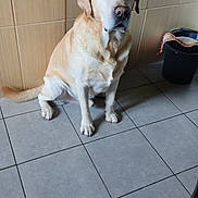 Simba participe au concours pour gagner de l'argent avec cette photo : animal, black_bucket, blink, canine, companion, cute, dog, domestic, floor, fur, golden_retriever, half_closed_eyes, indoor, labrador, paw, pet, sitting, tail, tile_wall, tiled_floor