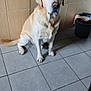 animal, black_bucket, blink, canine, companion, cute, dog, domestic, floor, fur, golden_retriever, half_closed_eyes, indoor, labrador, paw, pet, sitting, tail, tile_wall, tiled_floor
