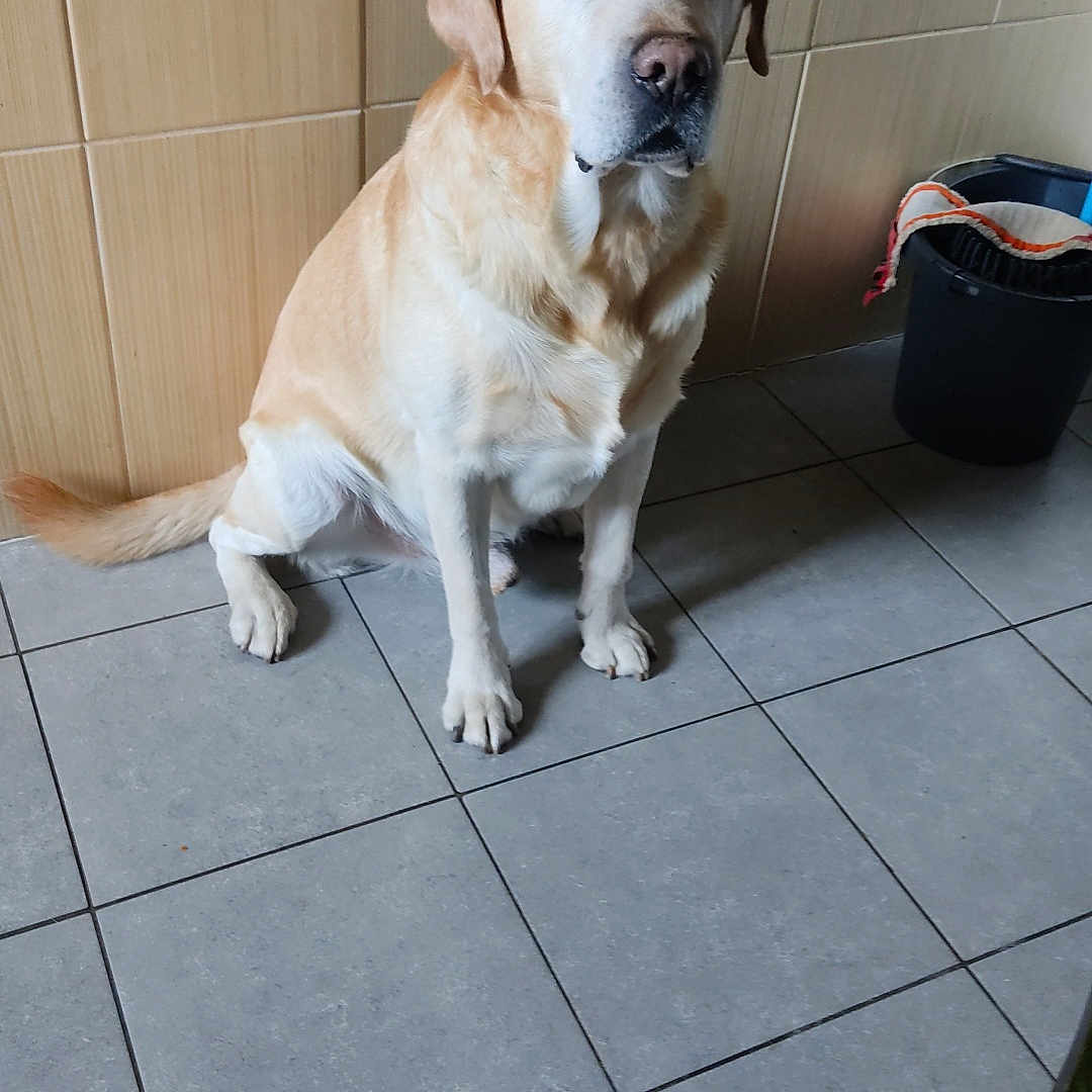 Simba