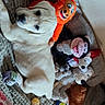 animal, bed, blanket, chew_toy, cozy, cute, dog, fabric, home, indoor, light_color, lying_down, pet, playful, plush_toy, puppy, relaxing, soft_toy, stuffed_animal, toy