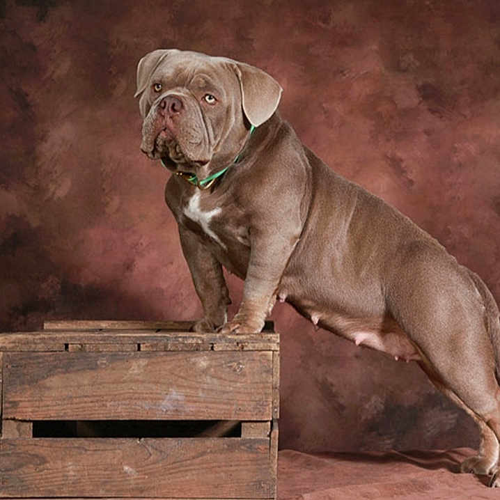 Gaïa participe au concours pour gagner de l'argent avec cette photo : animal, box, boxer, bulldog, canine, crate, dog, frenchbulldog, hardwood, labradorretriever, pet, pitbull, plywood, pointer, pug, puppy, snout, stainedwood, whitedog, wood