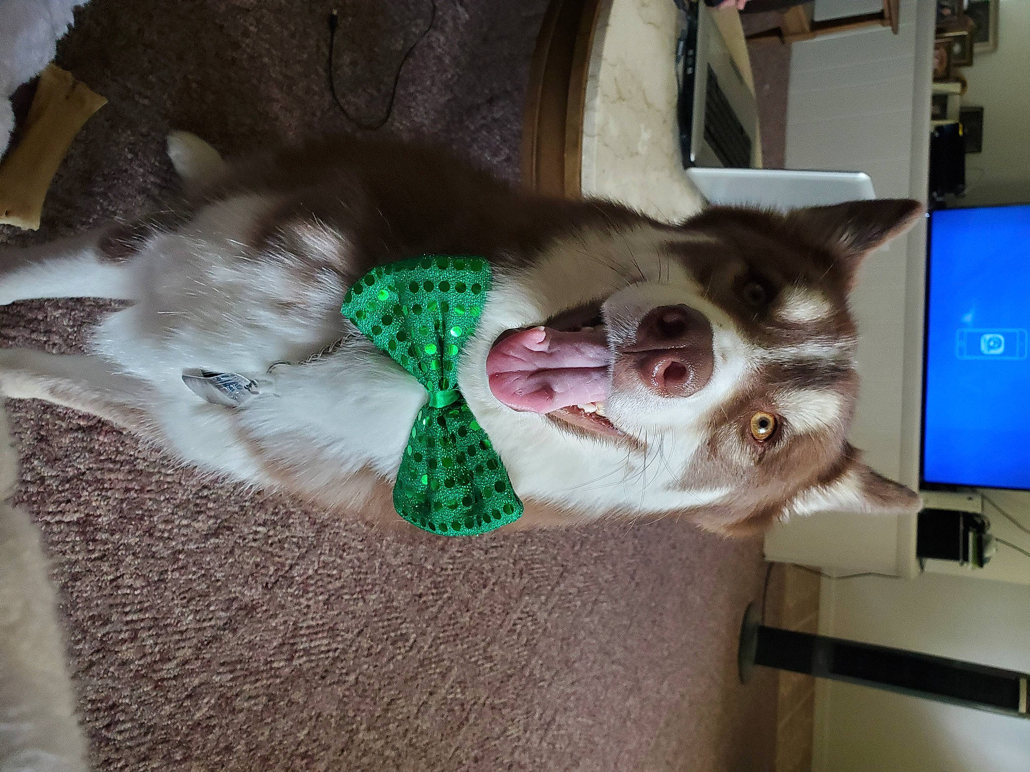 Havoc joined the competition — help win amazing prizes! canidae, carnivore, fawn, glasses, snout, sporting_group, whiskers