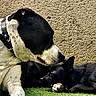 Blacky participe au concours pour gagner de l'argent avec cette photo : dog, black_dog, white_dog, pet, animal, grass, collar, bone, outdoor, texture_wall, resting, bonding, friendship, closeup, canine, fur, muzzle, ears, relaxing, companionship