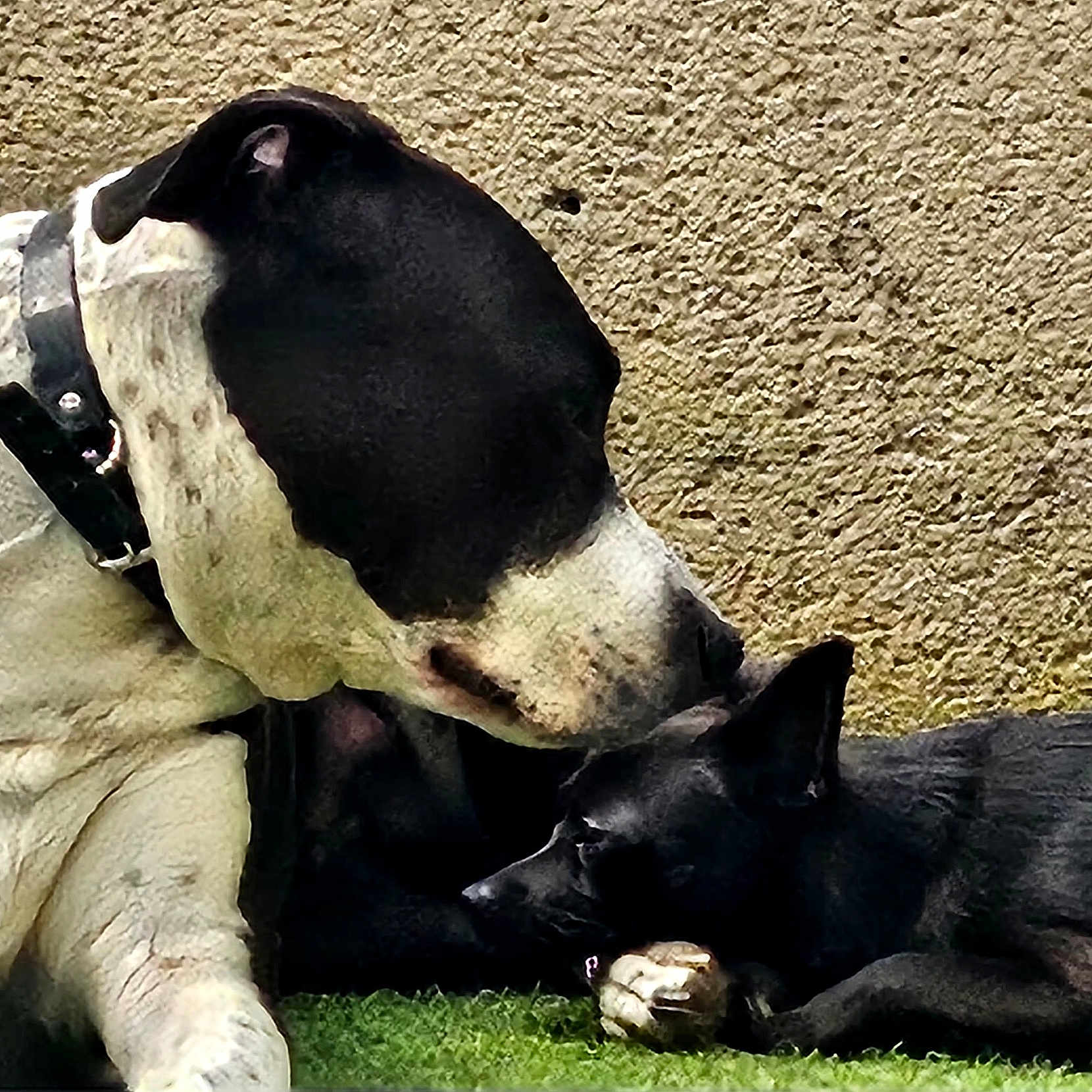 Blacky participe au concours pour gagner de l'argent avec cette photo : dog, black_dog, white_dog, pet, animal, grass, collar, bone, outdoor, texture_wall, resting, bonding, friendship, closeup, canine, fur, muzzle, ears, relaxing, companionship