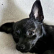 Blacky a rejoint le concours — aidez-le/la à gagner de superbes lots ! dog, black_dog, pet, close_up, sleepy, relaxed, lying_down, ear, fur, animal, cute, portrait, indoors, texture, white_background, small_dog, canine, companion, resting, cozy