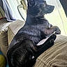 Blacky a rejoint le concours — aidez-le/la à gagner de superbes lots ! dog, black_dog, couch, window, curtains, indoor, pet, resting, side_view, paws, fur, looking_out, natural_light, relaxed, cozy, domestic, furniture, animal, canine, quiet