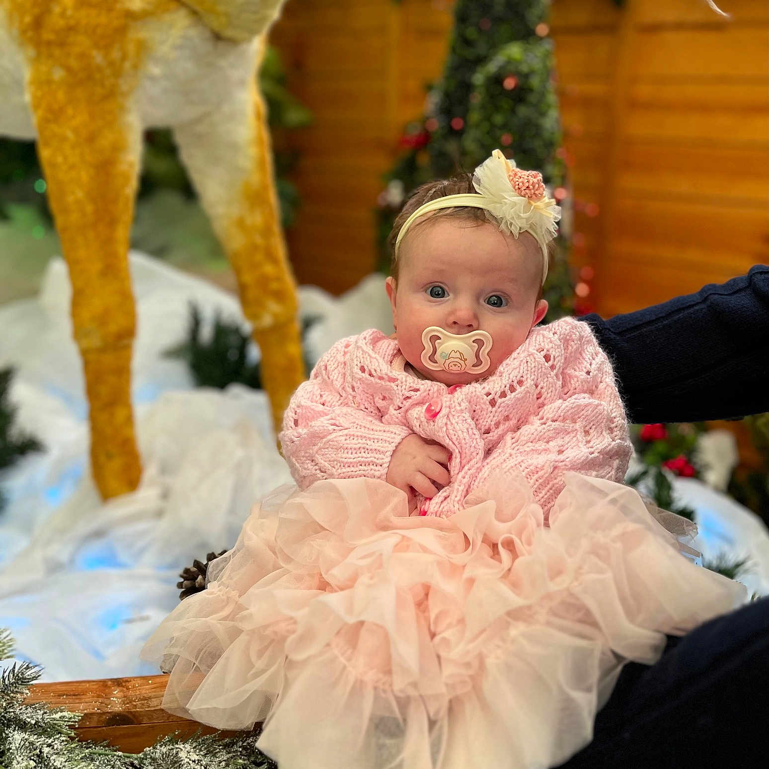 Harriet joined the competition — help win amazing prizes! accessories, animal, baby, clothing, costume, dress, face, flower, flowerarrangement, flowerbouquet, formalwear, hat, head, pants, person, photography, plant, portrait, sitting, wood