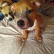 Bowlwinkle is registered to the contest to win money with this photo: animal, bed, blanket, brown_dog, canine, companion, cozy, curious, cute, dog, domestic, ears, face, fur, indoors, pet, relaxed, resting, sleeping, white_paws