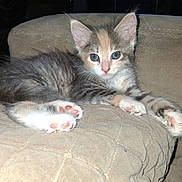Summer joined the competition — help win amazing prizes! animals, blue_eyes, calico, cat, close_up, couch, cushion, cute, furry, gray_fur, indoors, kittens, nap, paw_pads, pet, portrait, relaxed, sleeping, tabby, white_fur