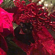 Charlie joined the competition — help win amazing prizes! black_cat, cat, christmas_tree, christmas_decoration, red_decoration, holiday, festive, glitter, greenery, pet, animal, cute, dark, eyes, indoor, ornament, nature, tree_branch, cozy, seasonal