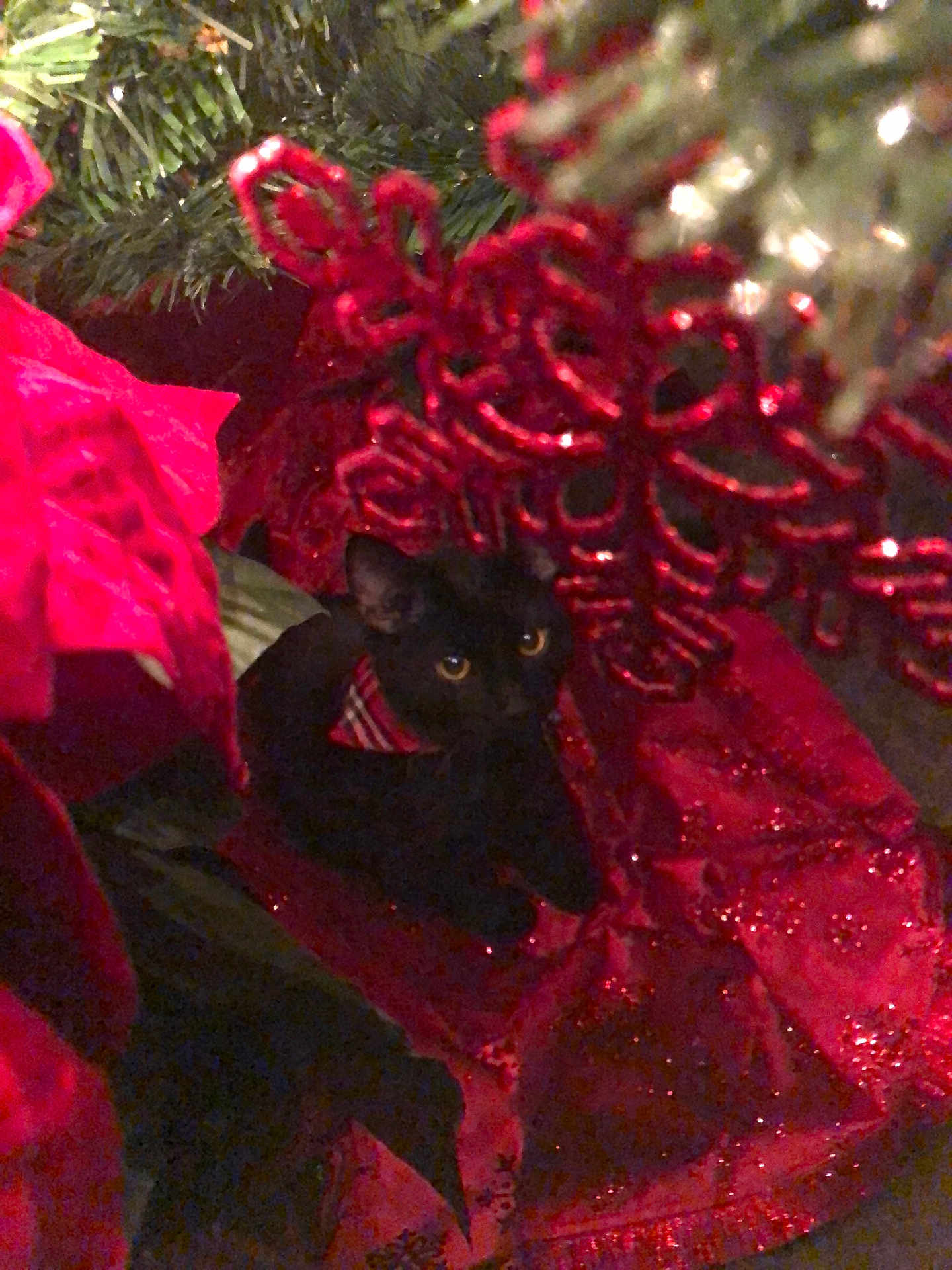 Charlie joined the competition — help win amazing prizes! black_cat, cat, christmas_tree, christmas_decoration, red_decoration, holiday, festive, glitter, greenery, pet, animal, cute, dark, eyes, indoor, ornament, nature, tree_branch, cozy, seasonal