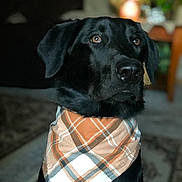 Kylo joined the competition — help win amazing prizes! dog, black_dog, bandana, plaid, indoor, pet, animal, portrait, closeup, fur, looking_away, ears, snout, brown_eyes, domestic_animal, canine, cute, companion, friendly, house