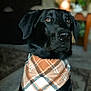 dog, black_dog, bandana, plaid, indoor, pet, animal, portrait, closeup, fur, looking_away, ears, snout, brown_eyes, domestic_animal, canine, cute, companion, friendly, house