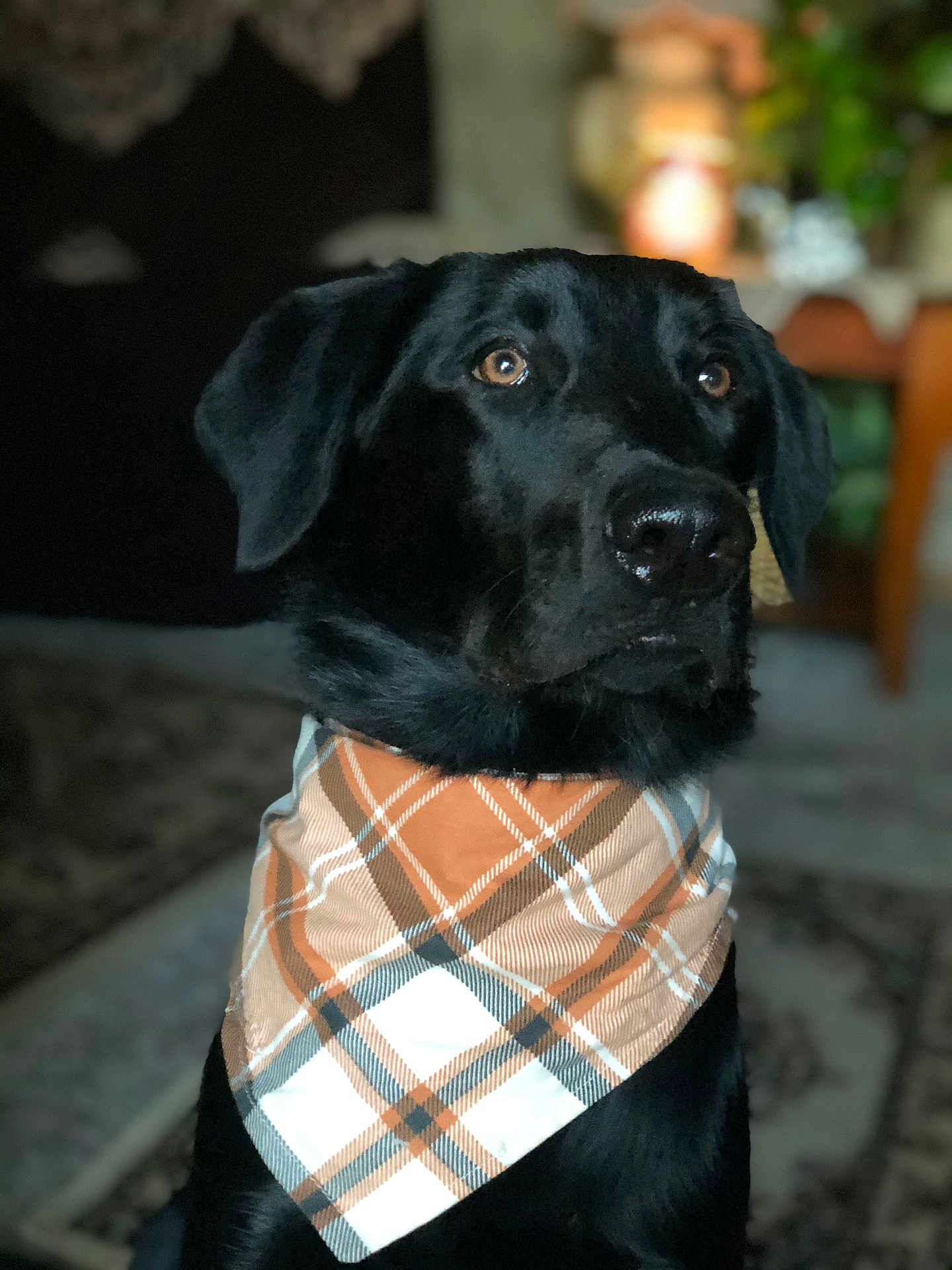 Kylo joined the competition — help win amazing prizes! dog, black_dog, bandana, plaid, indoor, pet, animal, portrait, closeup, fur, looking_away, ears, snout, brown_eyes, domestic_animal, canine, cute, companion, friendly, house