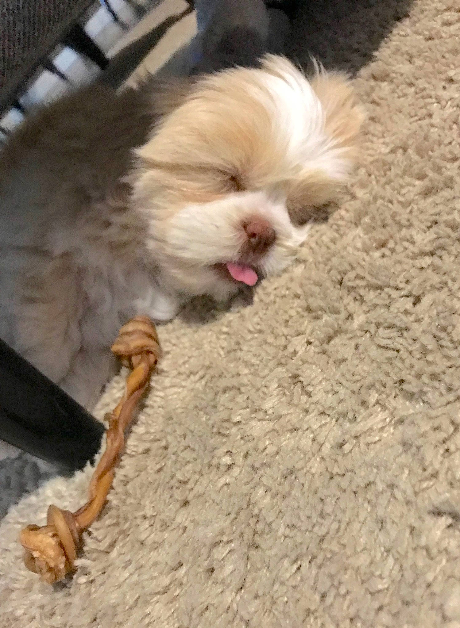 Lenny is registered to the contest to win money with this photo: canidae, carnivore, chinese_imperial_dog, companion_dog, dog, dog_breed, fawn, fur, japanese_chin, lhasa_apso, liver, maltese, pekingese, puppy, shih_tzu, sporting_group, toy_dog