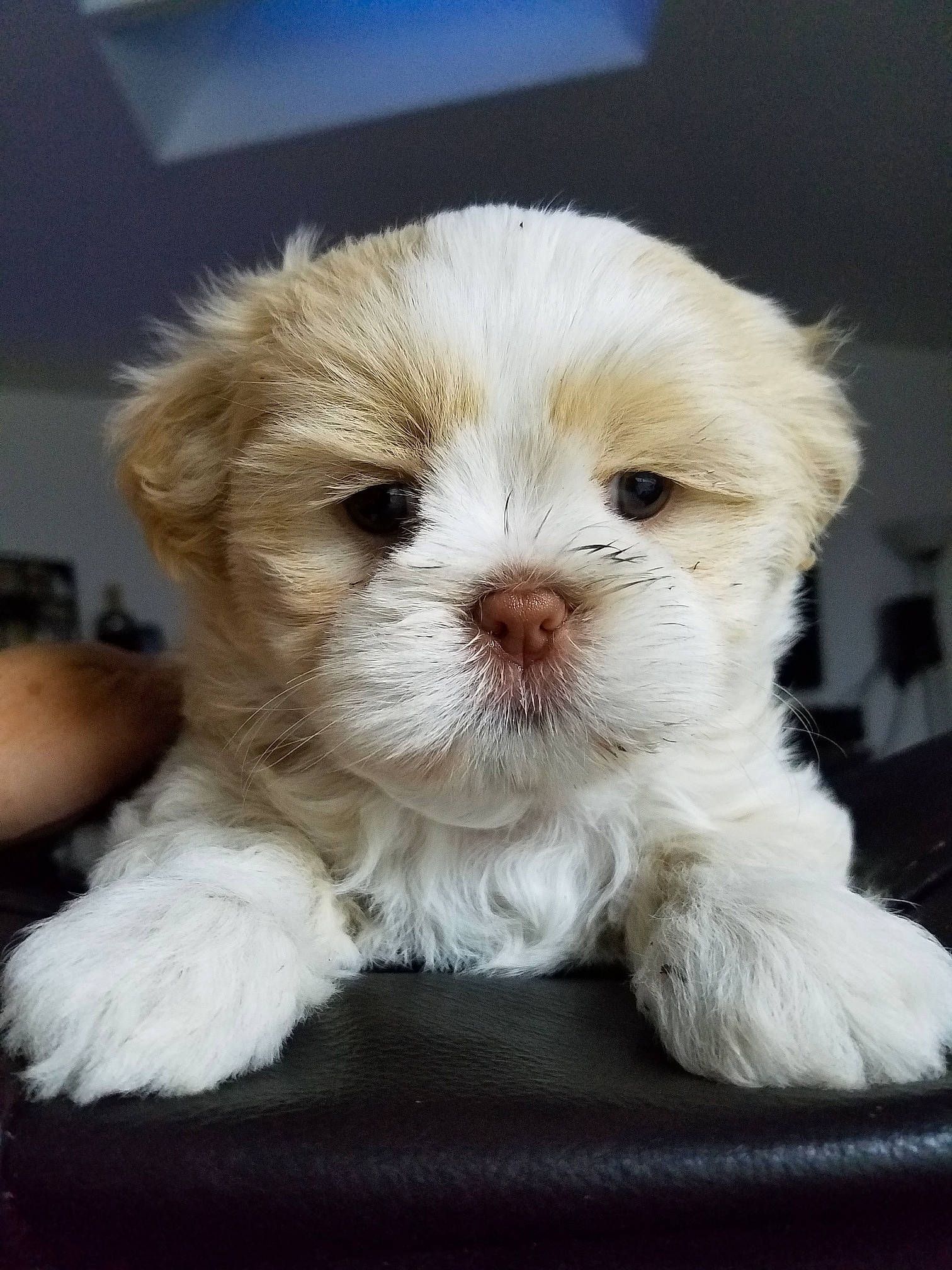 Lenny is registered to the contest to win money with this photo: bolonka, canidae, carnivore, cavachon, companion_dog, dog, dog_breed, havanese, kyi_leo, mal_shi, maltepoo, maltese, mammal, morkie, pekapoo, puppy, schnoodle, shih_poo, shih_tzu, vertebrate