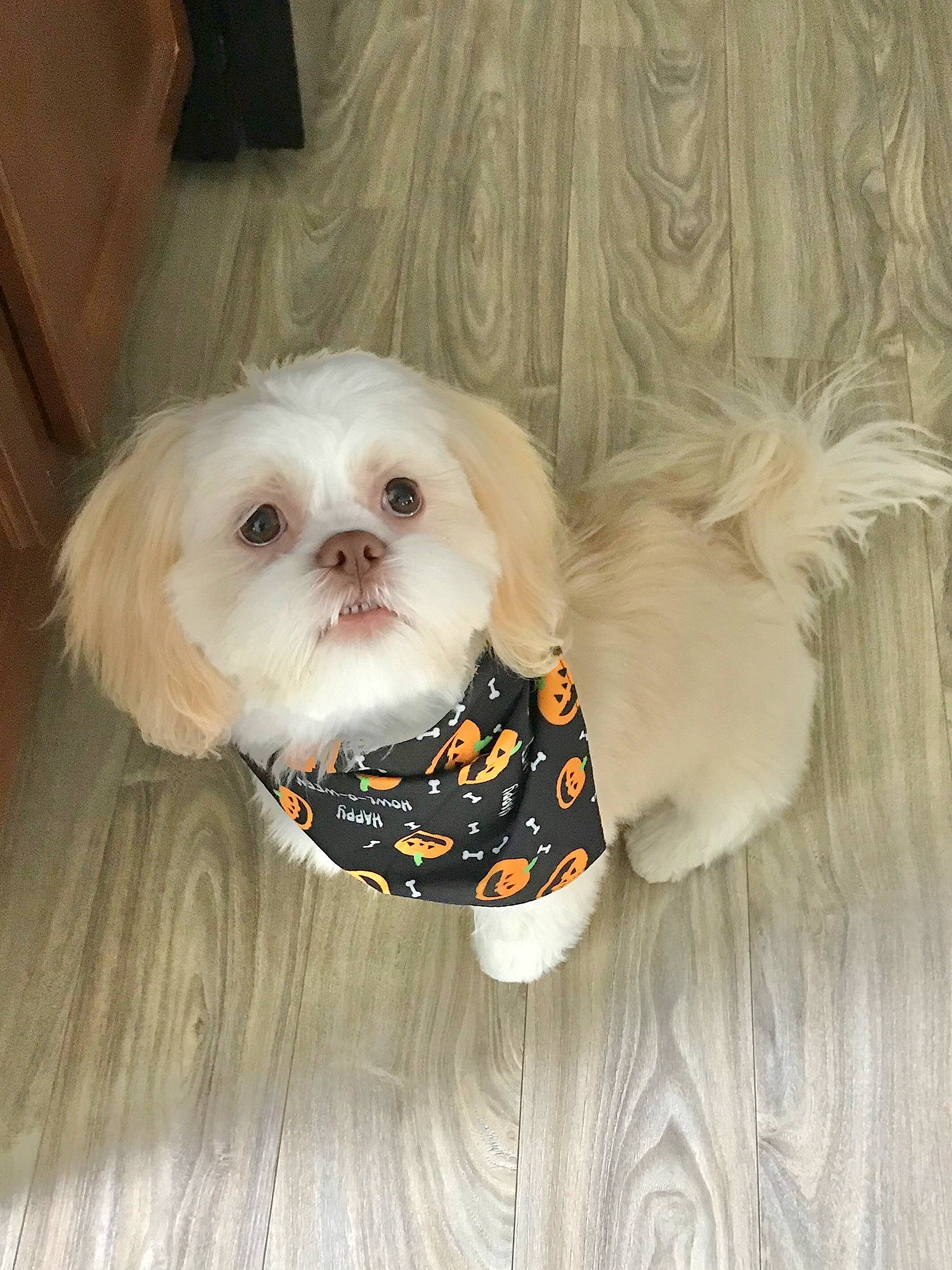 Lenny is registered to the contest to win money with this photo: bichon, bolonka, canidae, carnivore, cavachon, chinese_imperial_dog, companion_dog, dog, dog_breed, dog_clothes, fur, havanese, lhasa_apso, maltepoo, maltese, morkie, pekapoo, pekingese, puppy, shih_tzu