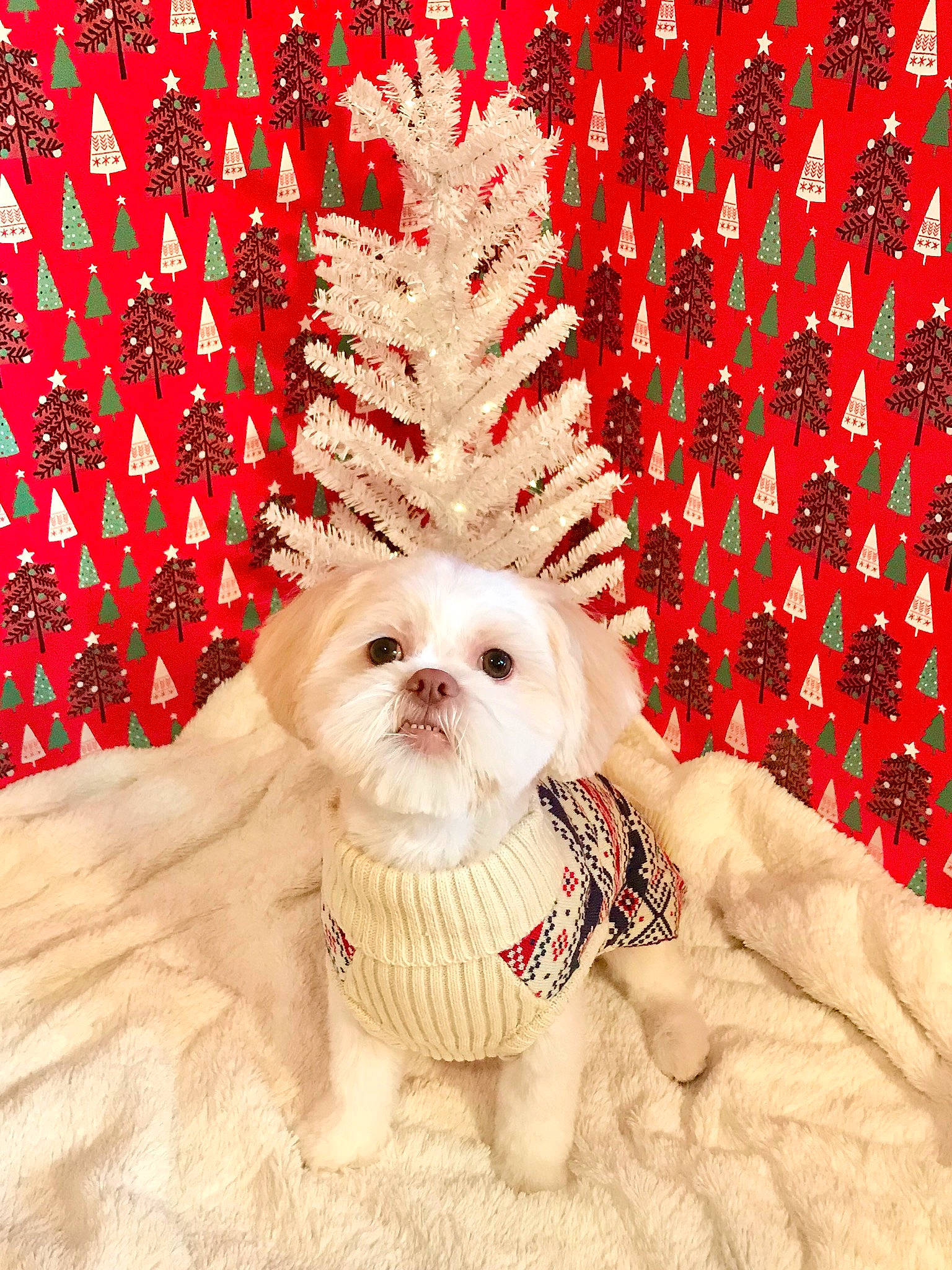 Lenny joined the competition — help win amazing prizes! canidae, carnivore, cavachon, chinese_imperial_dog, christmas, cockapoo, companion_dog, dog, dog_breed, lhasa_apso, maltepoo, maltese, mammal, morkie, pekapoo, puppy, schnoodle, shih_tzu, toy_dog, vertebrate