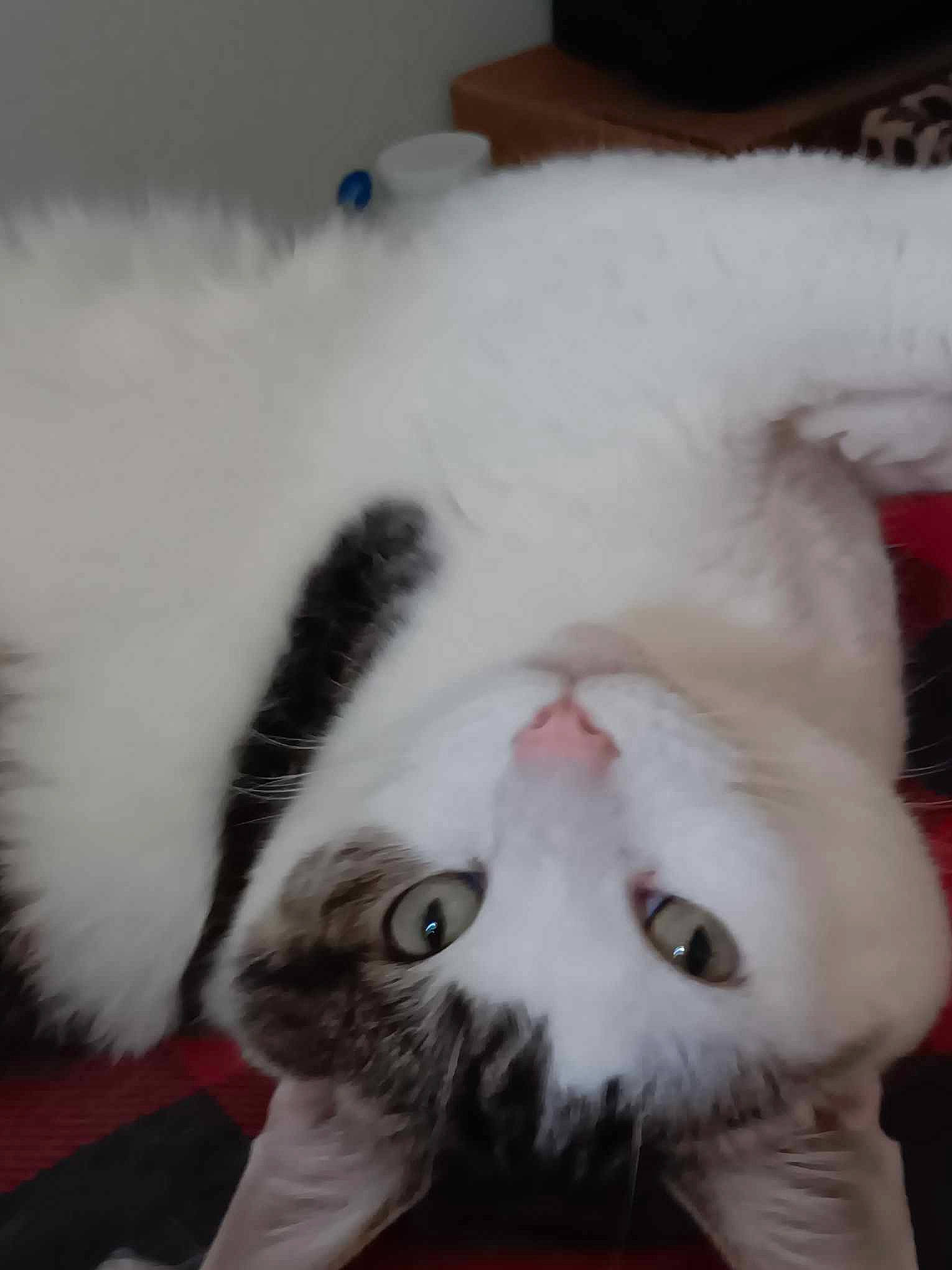 Princess Rubia joined the competition — help win amazing prizes! carnivore, cat, claw, comfort, domestic_short_haired_cat, fang, felidae, fur, head, jaw, paw, small_to_medium_sized_cats, snout, tail, terrestrial_animal, whiskers, yawn