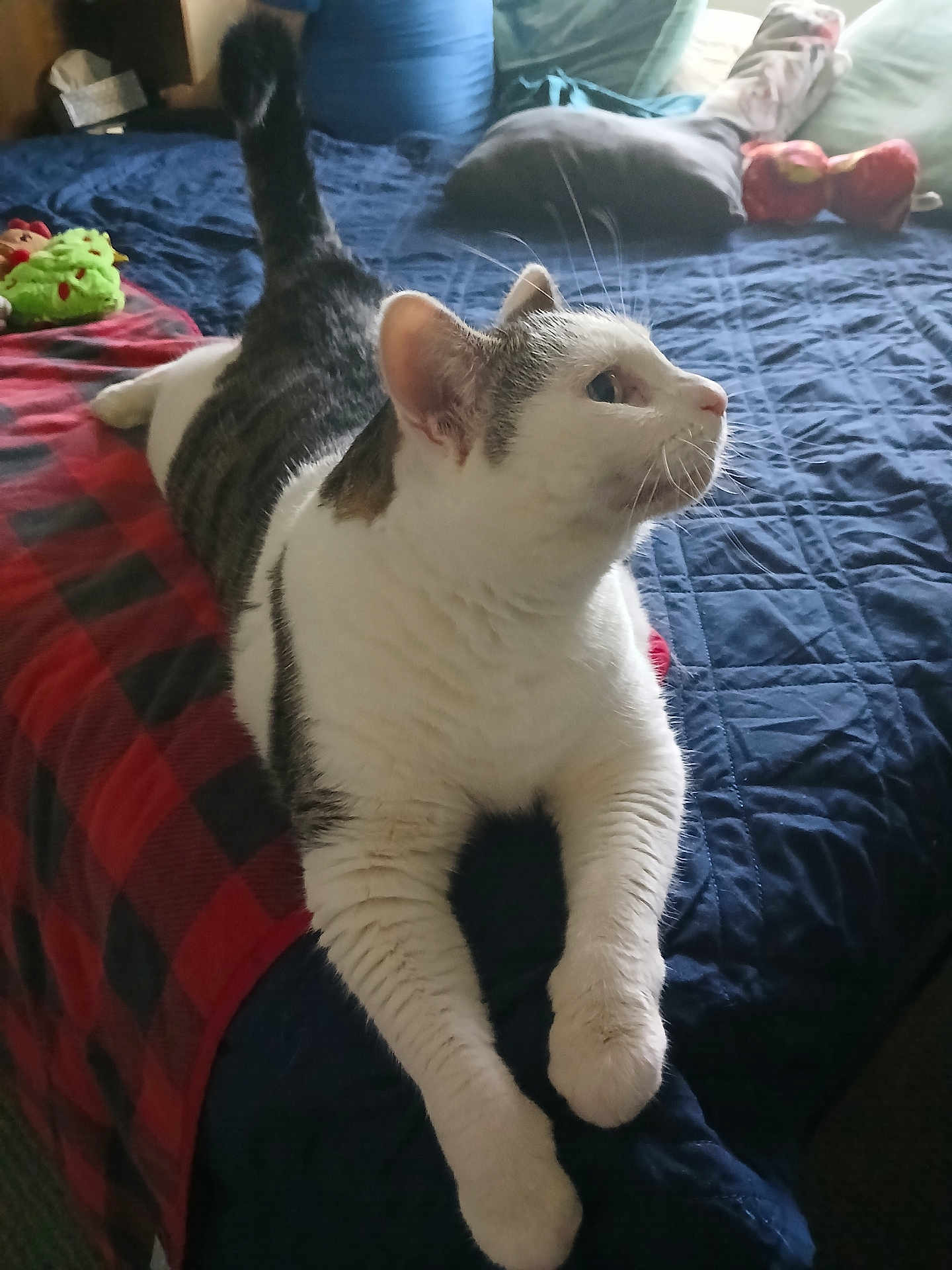 Princess Rubia joined the competition — help win amazing prizes! animal, bed, blanket, blue_quilt, cat, cozy, curious, domestic, feline, furniture, grey_fur, indoor, pet, pillow, plaid_pattern, plush, resting, soft_toys, stretching, white_fur