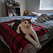 Princess Rubia is registered to the contest to win money with this photo: cat, bed, blanket, plaid, indoor, window, blinds, pillow, stuffed_toy, winnie_the_pooh, furniture, photograph, shelf, relaxed, pet, animal, cozy, room, home, light