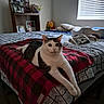 cat, bed, blanket, plaid, indoor, window, blinds, pillow, stuffed_toy, winnie_the_pooh, furniture, photograph, shelf, relaxed, pet, animal, cozy, room, home, light