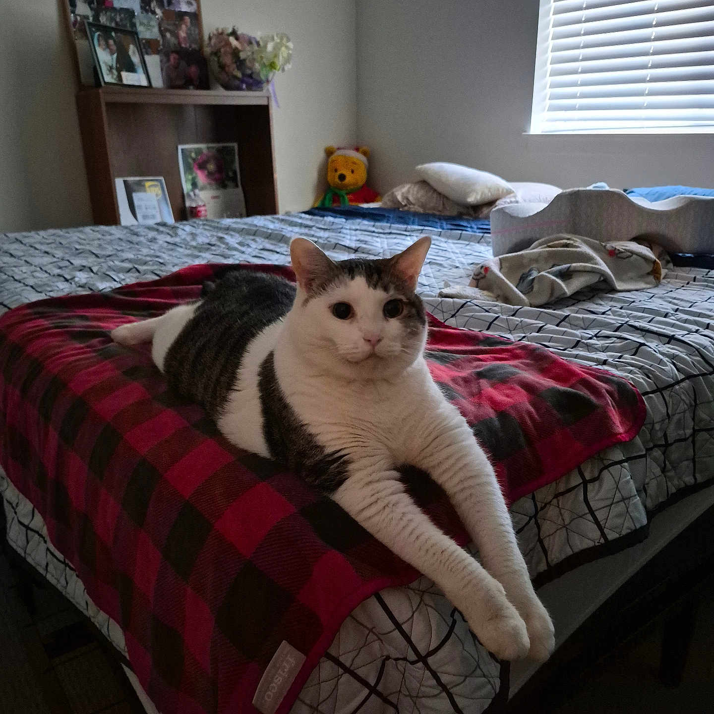Princess Rubia is registered to the contest to win money with this photo: cat, bed, blanket, plaid, indoor, window, blinds, pillow, stuffed_toy, winnie_the_pooh, furniture, photograph, shelf, relaxed, pet, animal, cozy, room, home, light