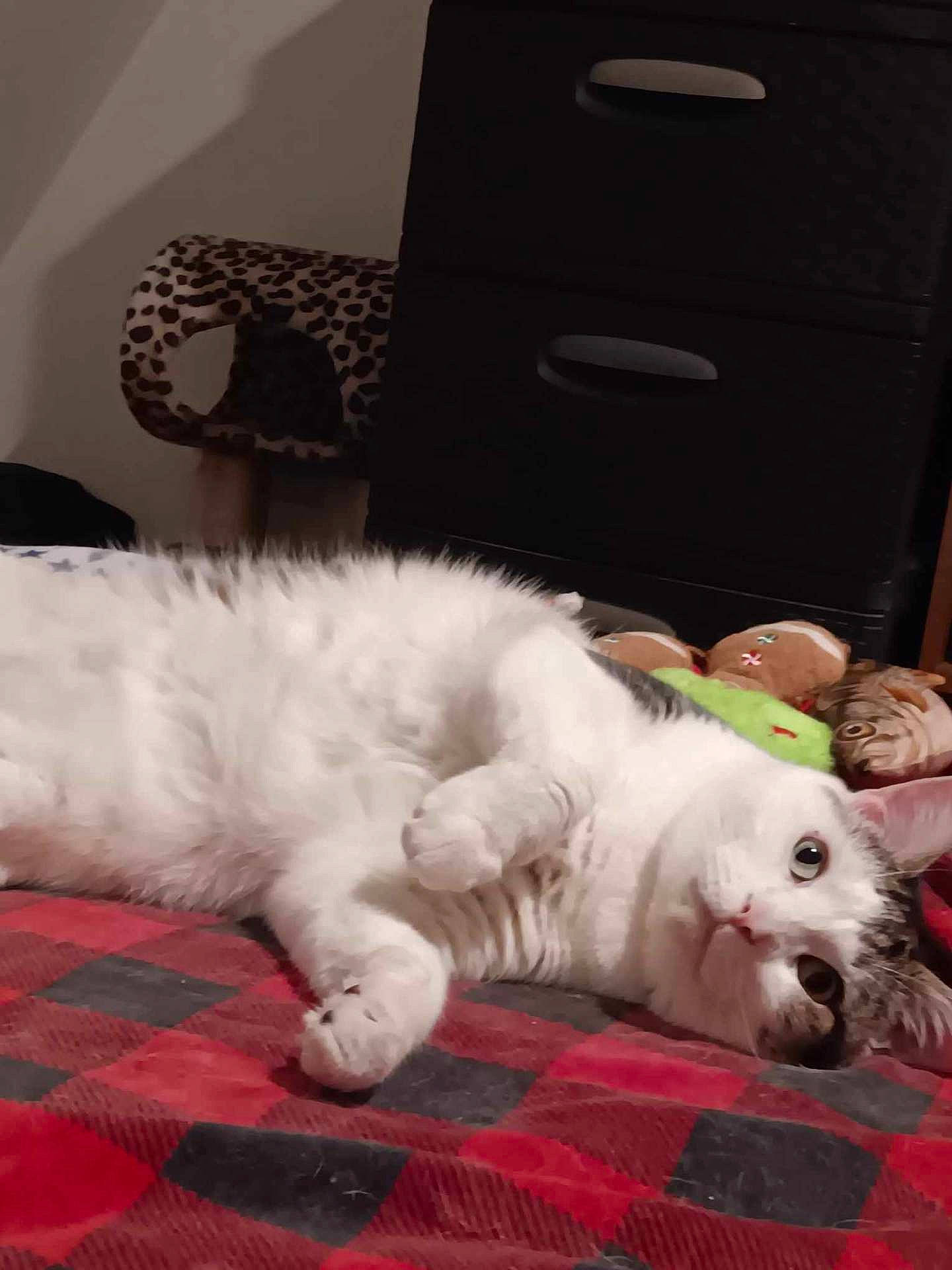 Princess Rubia is registered to the contest to win money with this photo: animal, bed, bedroom, blanket, cabinet, canine, cat, couch, dog, drawer, filingcabinet, furniture, homedecor, indoors, person, pet, puppy, room, sleeping, whitedog