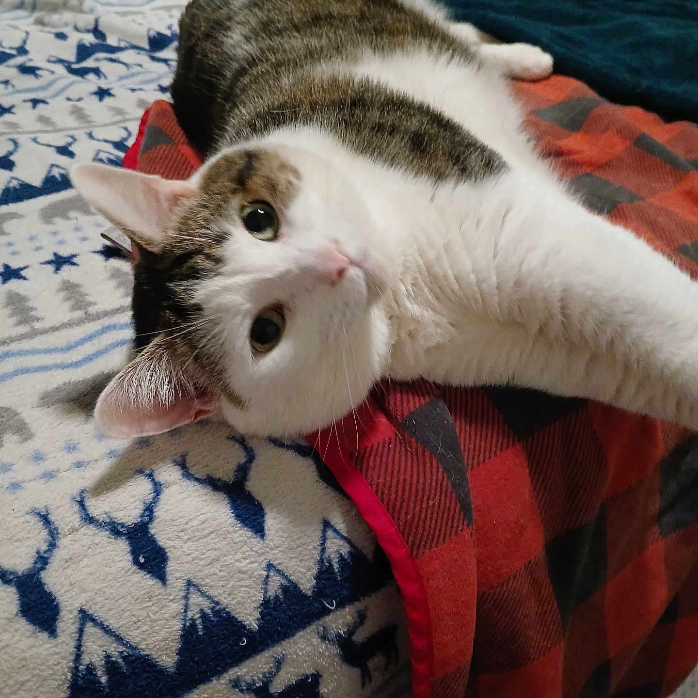 Princess Rubia is registered to the contest to win money with this photo: animal, bed, blanket, cat, closeup, comfort, cozy, cute, feline, fur, home, indoor, looking, pattern, pet, portrait, relaxed, resting, texture, warm