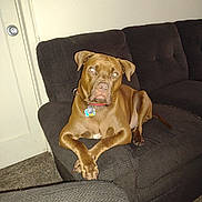 Moeskii is registered to the contest to win money with this photo: dog, brown_dog, couch, indoor, carpet, door, collar, pet, furniture, relaxed, animal, living_room, domestic_animal, canine, resting, seated, looking, house, home, comfort