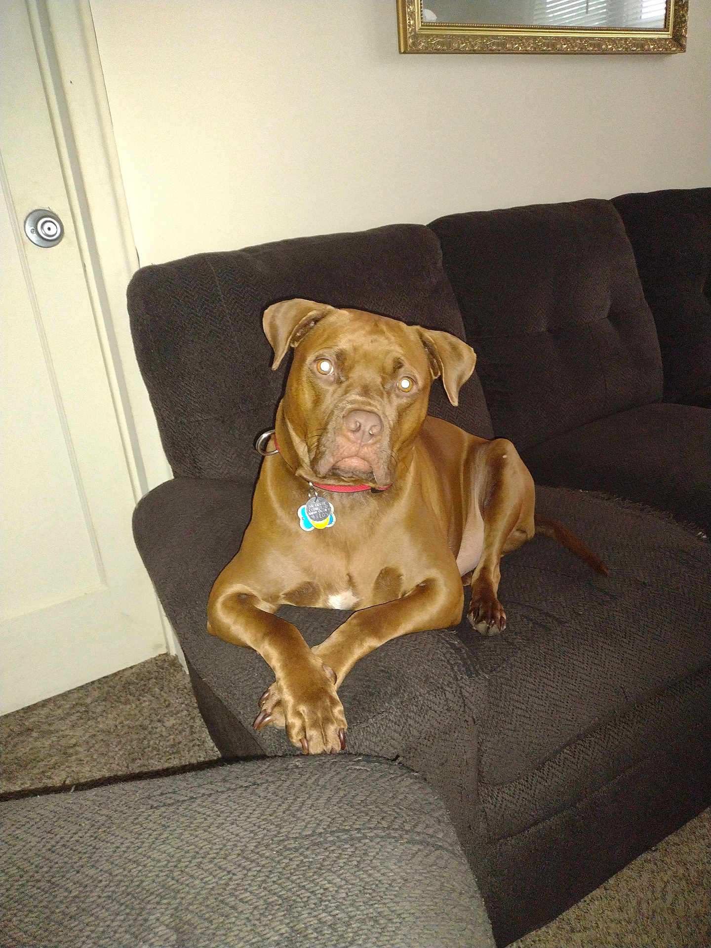 Moeskii is registered to the contest to win money with this photo: dog, brown_dog, couch, indoor, carpet, door, collar, pet, furniture, relaxed, animal, living_room, domestic_animal, canine, resting, seated, looking, house, home, comfort