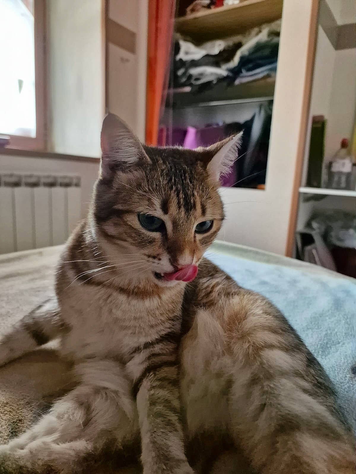 Simba a rejoint le concours — aidez-le/la à gagner de superbes lots ! carnivore, cat, claw, comfort, domestic_short_haired_cat, felidae, fur, paw, shelf, sitting, small_to_medium_sized_cats, snout, tail, terrestrial_animal, whiskers, window