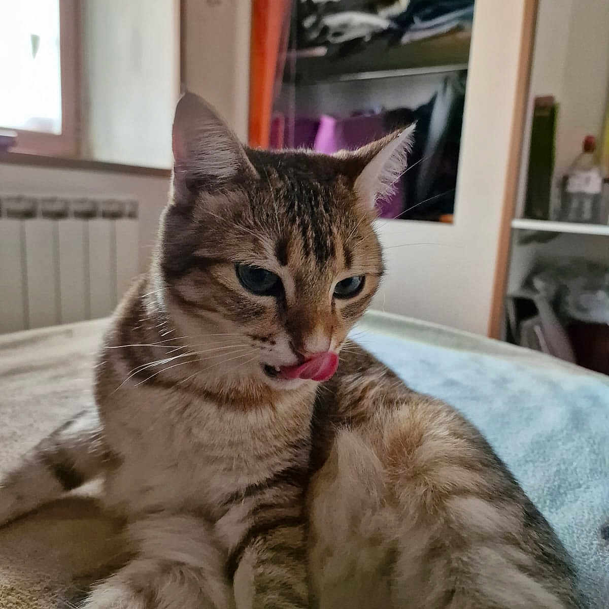 Simba