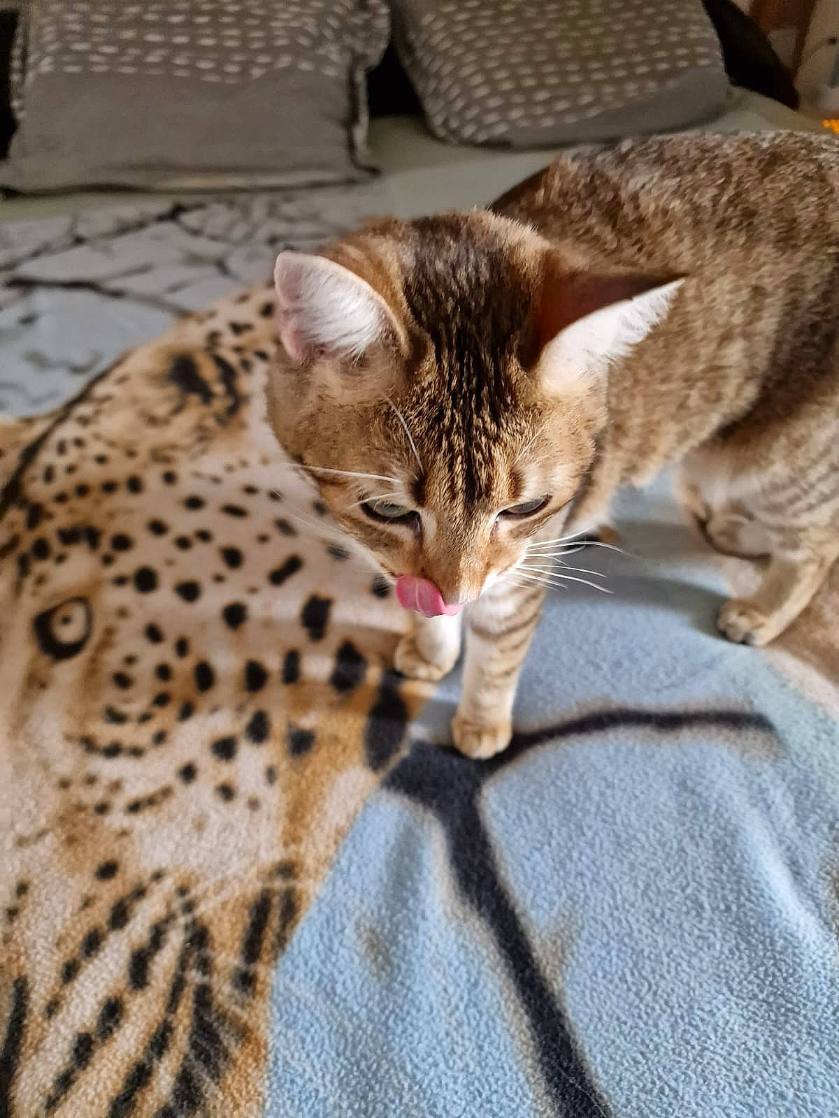 Simba participe au concours pour gagner de l'argent avec cette photo : big_cats, carnivore, cat, claw, comfort, domestic_short_haired_cat, fawn, felidae, fur, leopard, pattern, paw, small_to_medium_sized_cats, snout, tail, terrestrial_animal, whiskers, wildlife