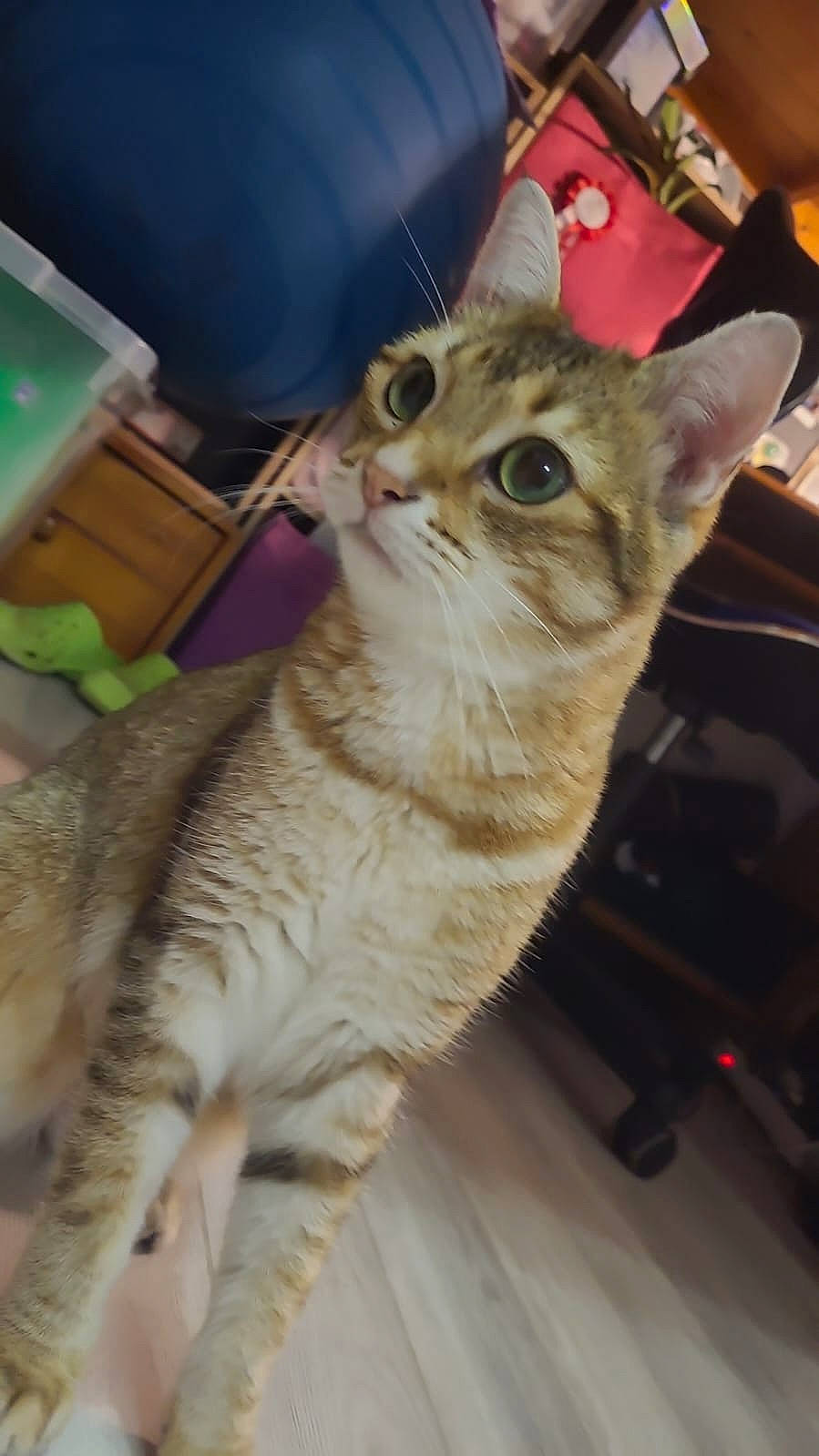 Simba participe au concours pour gagner de l'argent avec cette photo : carnivore, cat, claw, domestic_short_haired_cat, fawn, felidae, fur, paw, sitting, small_to_medium_sized_cats, snout, tail, terrestrial_animal, whiskers