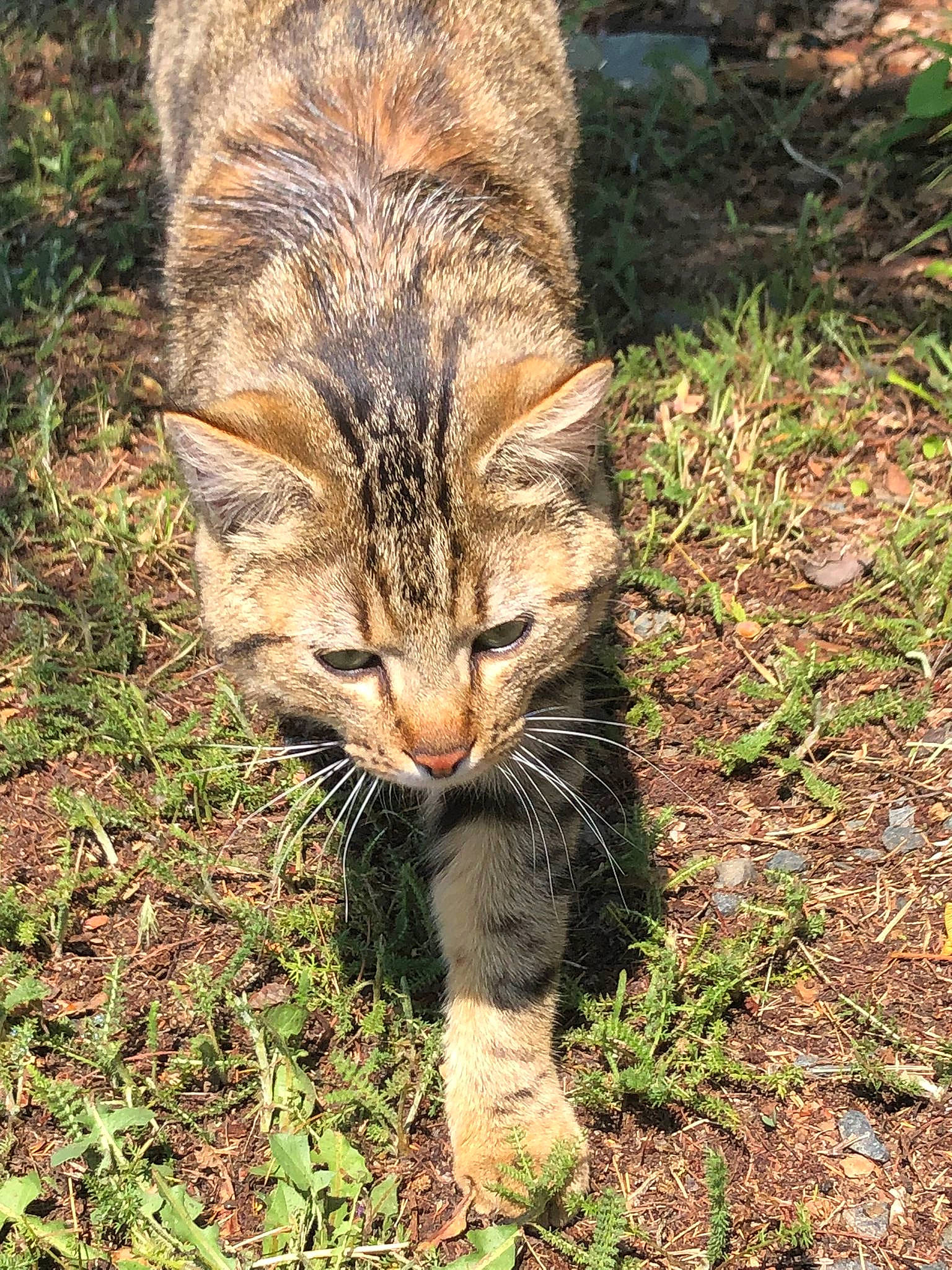 Leo participe au concours pour gagner de l'argent avec cette photo : carnivore, cat, claw, domestic_short_haired_cat, fawn, felidae, fur, grass, grass_family, groundcover, paw, plant, small_to_medium_sized_cats, snout, soil, tail, terrestrial_animal, whiskers, wildlife