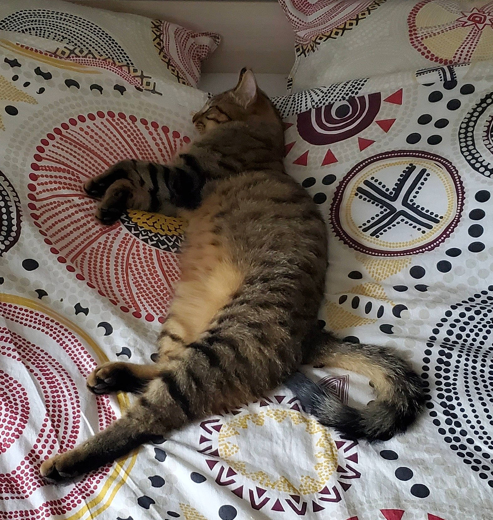 Leo participe au concours pour gagner de l'argent avec cette photo : bed, carnivore, cat, cat_bed, claw, comfort, domestic_short_haired_cat, felidae, flooring, fur, linens, nap, pattern, paw, room, small_to_medium_sized_cats, snout, tail, textile, whiskers