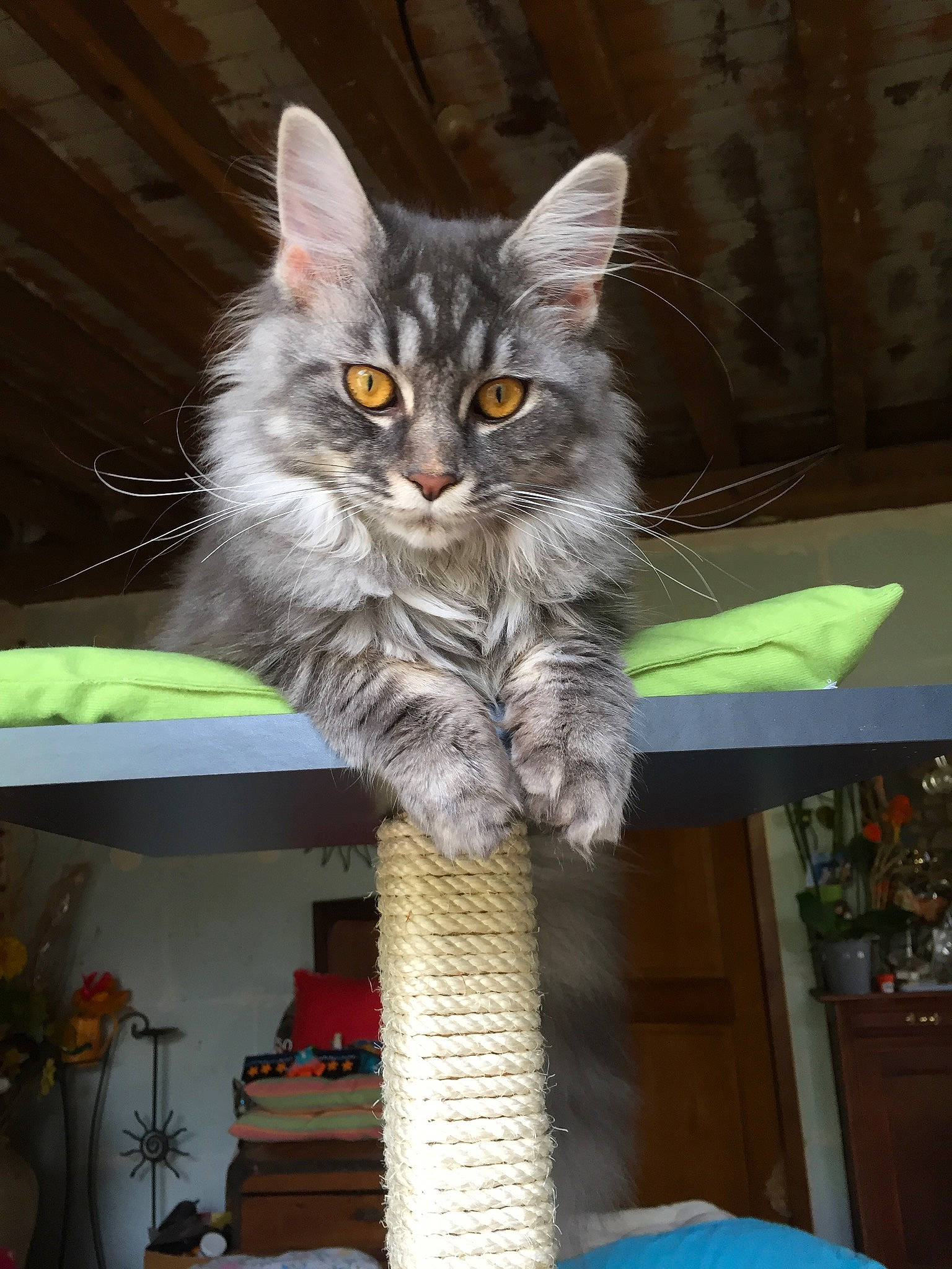 Miss Opale 8 mois ???? a rejoint le concours — aidez-le/la à gagner de superbes lots ! carnivoran, cat, cat_like_mammal, domestic_short_haired_cat, dragon_li, kitten, maine_coon, mammal, norwegian_forest_cat, pixie_bob, small_to_medium_sized_cats, vertebrate, whiskers