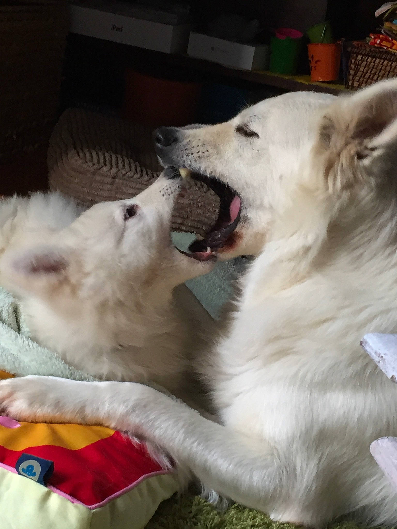 Alaska Et Dakota a rejoint le concours — aidez-le/la à gagner de superbes lots ! american_eskimo_dog, berger_blanc_suisse, canadian_eskimo_dog, carnivoran, companion_dog, dog, dog_breed, dog_breed_group, dog_like_mammal, great_pyrenees, japanese_spitz, native_american_indian_dog, northern_inuit_dog, pungsan_dog, samoyed, snout, sporting_group, white_shepherd