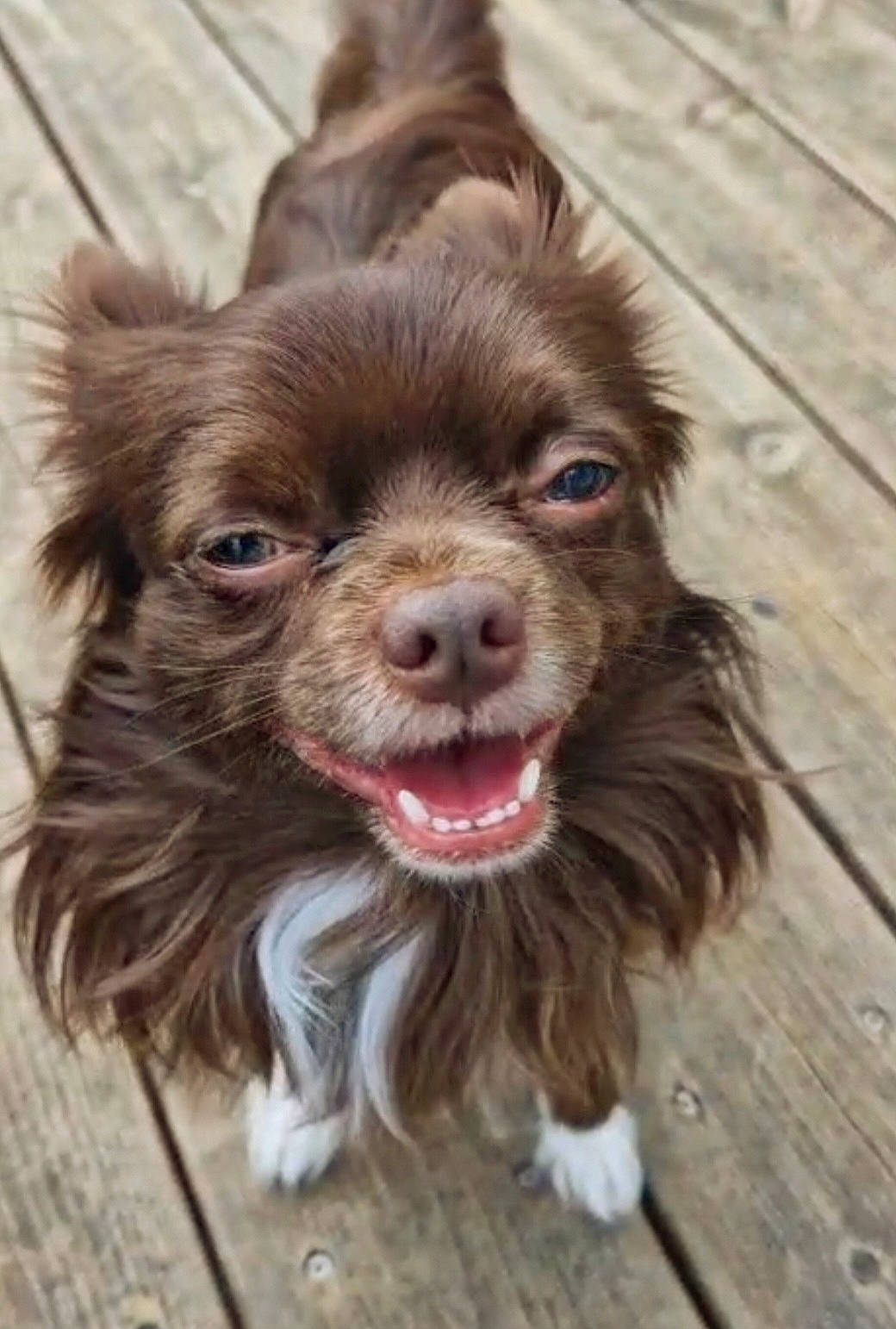 Chico participe au concours pour gagner de l'argent avec cette photo : canidae, carnivore, companion_dog, dog, dog_breed, dog_collar, eye, fawn, fur, leash, liver, snout, spaniel, sporting_group, terrestrial_animal, terrier, toy_dog, whiskers, wood, working_animal